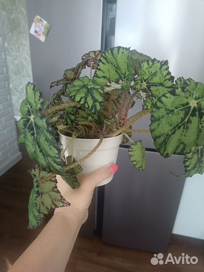 Бегония