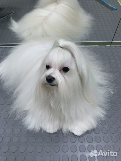 Стрижка кошек, стрижка собак, груминг только выезд