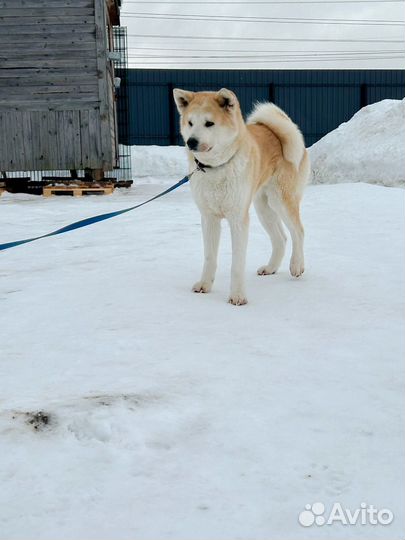 Акита девочка