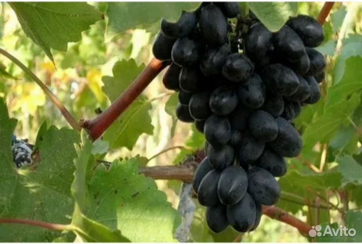 Черенки (чубуки) винограда