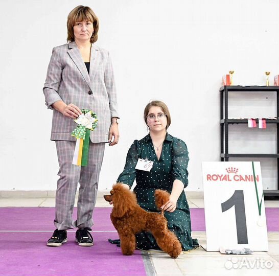 Вязка той пудель красный