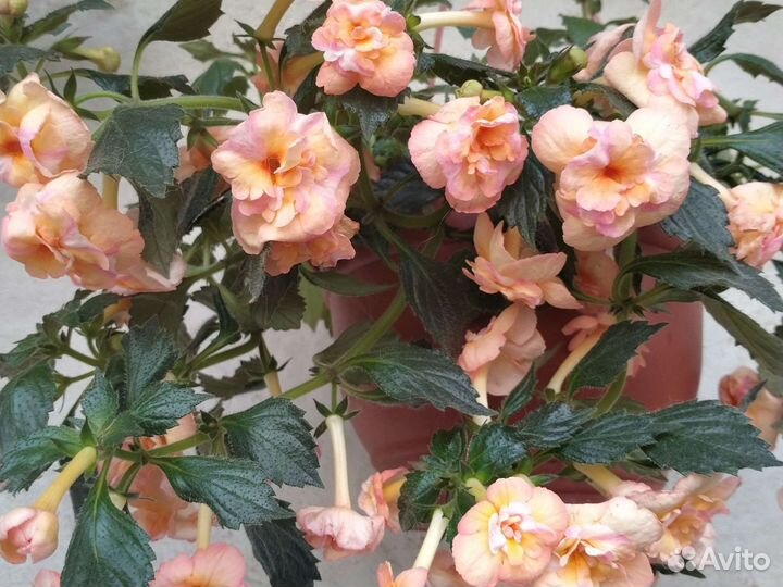 Ахименес Жизель (ризомы)