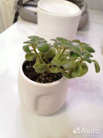 Аихризон дерево любви