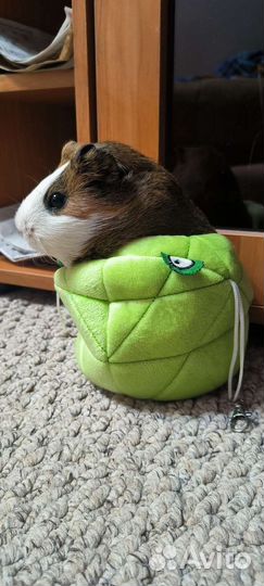 Домик для грызунов (лягушка)