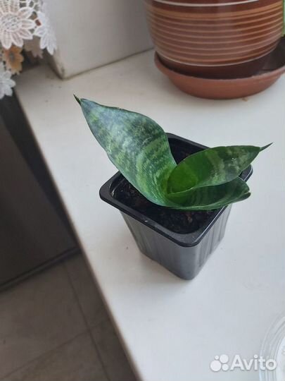 Сансевиерия Ханни сортовая sansevieria hahnii