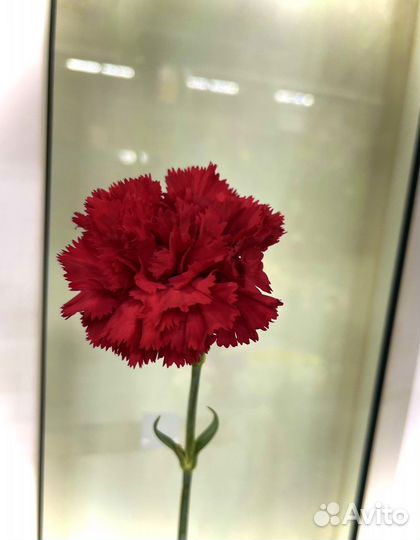 Красная гвоздика
