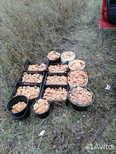 Грибы рыжики свежие (предзаказ)