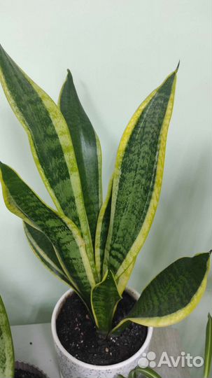 Сансевиерия Футура Суперба