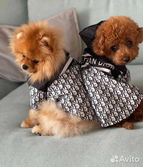 Брендовая одежда для собак Dior