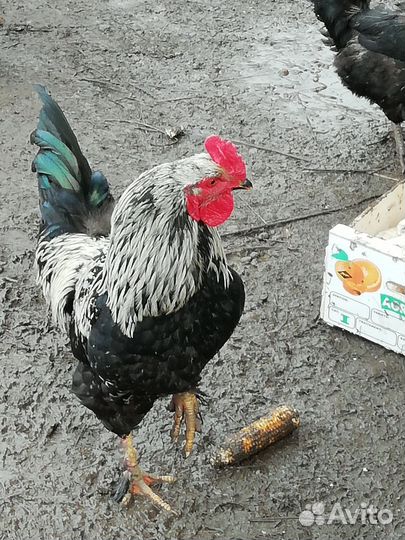 Петухи породистые
