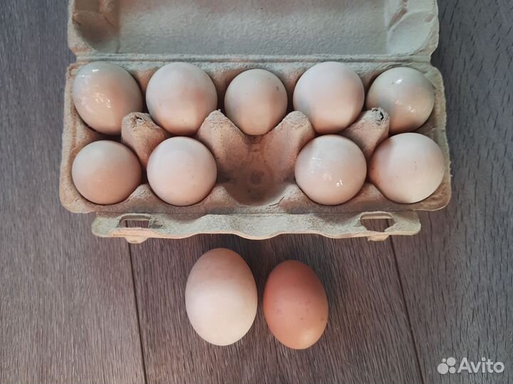 Утиные яйца