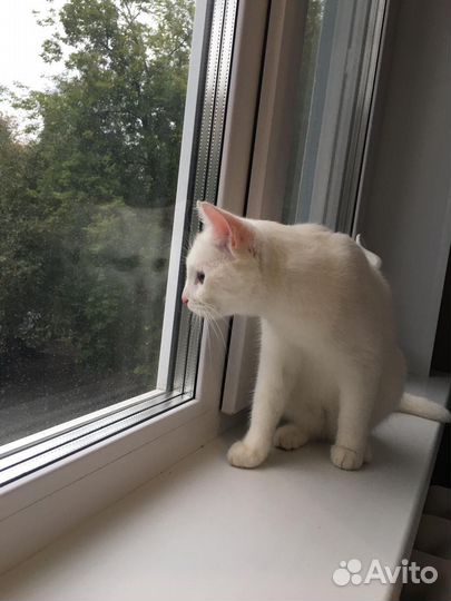 Кошечка молодая