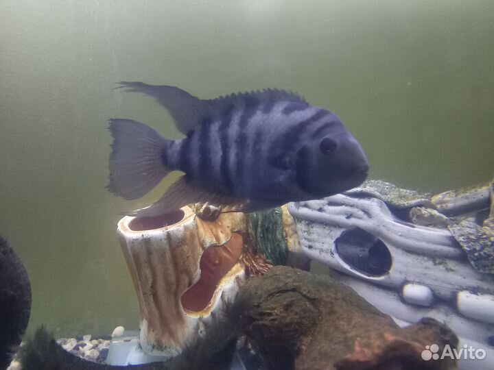 Аквариумные рыбки