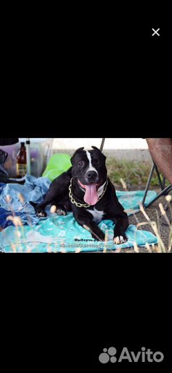 Питбультерьер