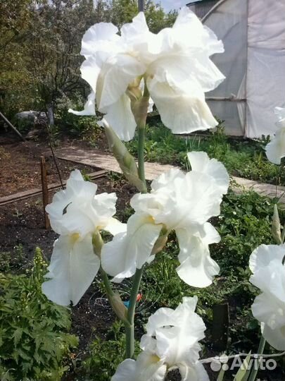 Ирис белый крупный