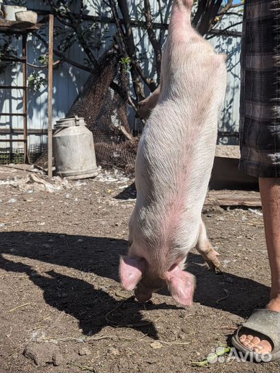 Поросята домашние 1,5 мес, мясного направления