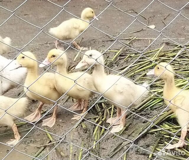 Утка ск6. Утята sk6. Утка ск6. Порода уток ст 5. Утки бройлерные породы.