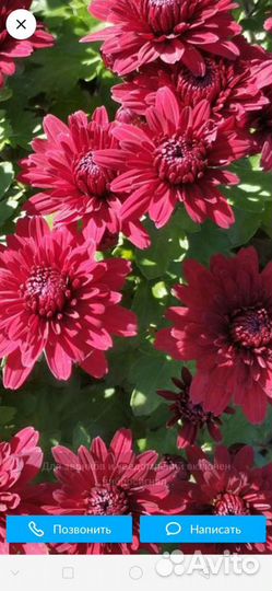 Хризантема шаровидная