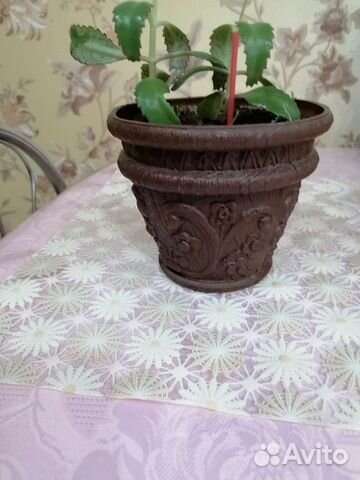 Каланхоэ Дегремона, лечебное