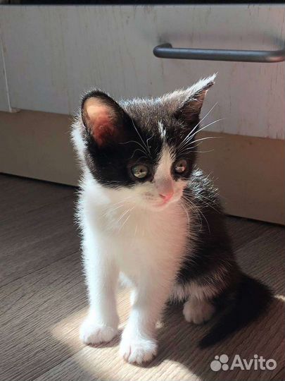 Котики бесплатно