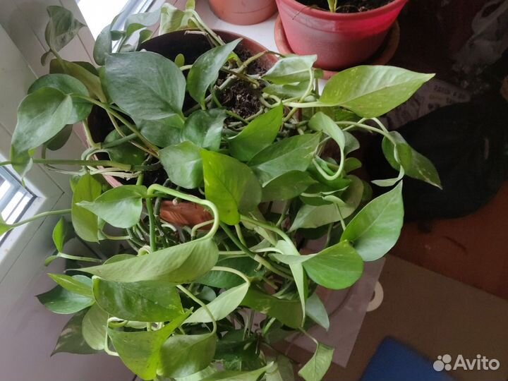 Продам цветы комнатные