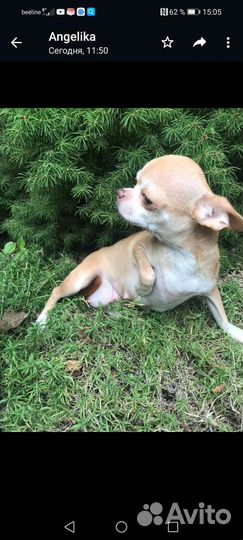 Щенки чихуахуа
