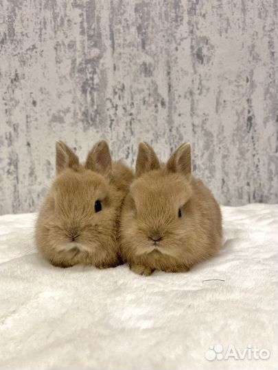 Карликовый кролик минор девочка и мальчик