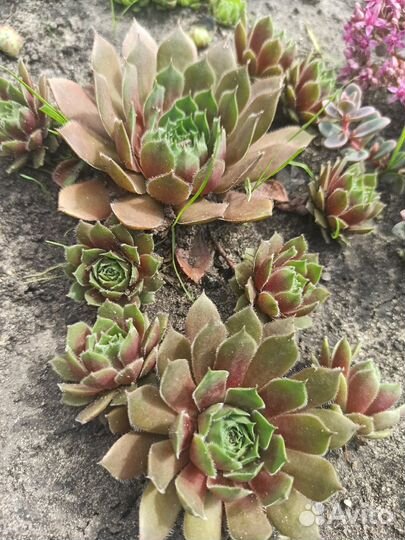 Молодило или каменная роза (улица, дом)