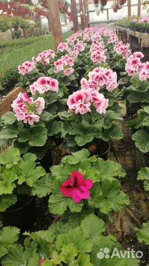 Королевская пеларгония