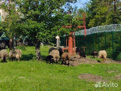 Овцы бараны ягнята