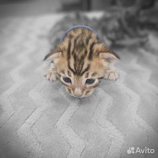 Котята бенгалы девочки и мальчики