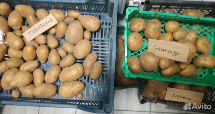 Продам картофель Сынок, Лапоть и др