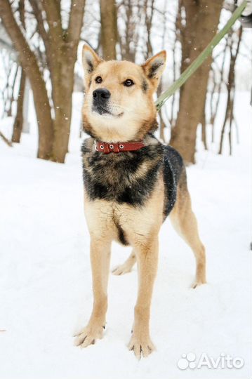 Спасите Феникса от тяжелой жизни