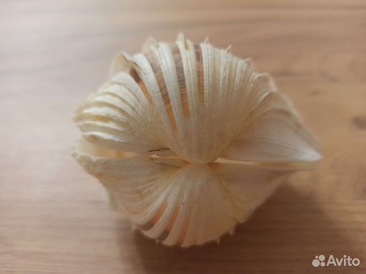 Морская раковина