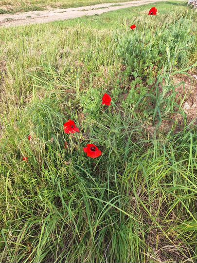 Участок 6,3 сот. (ИЖС)