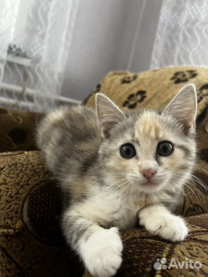 Кошечки в добрые руки