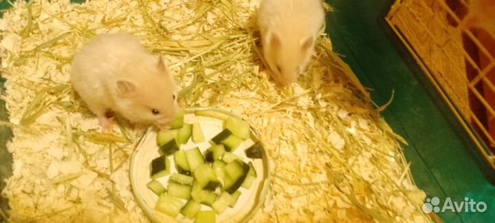 Сирийский хомяк