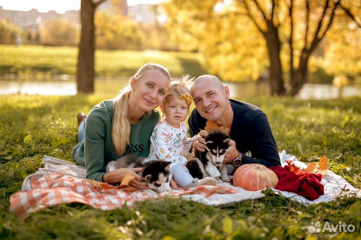 Фотосессия с хаски на улице