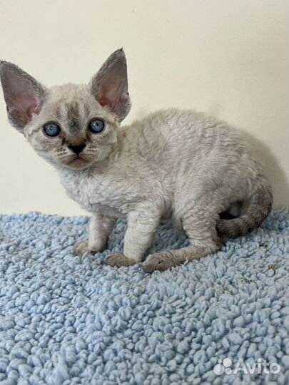 Девон-рекс голубоглазые котята