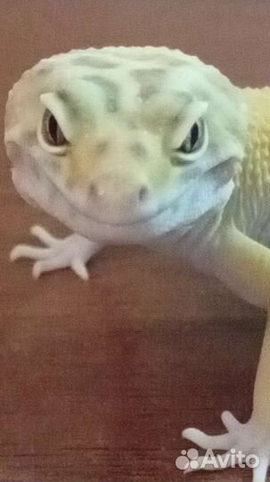 Эублефар самец