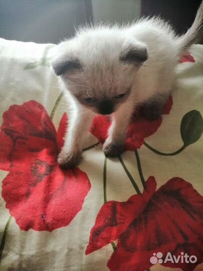 Шотландские котята