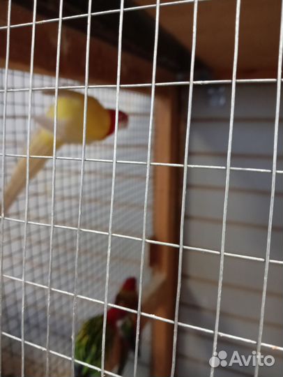 Попугай Карелла, розелла