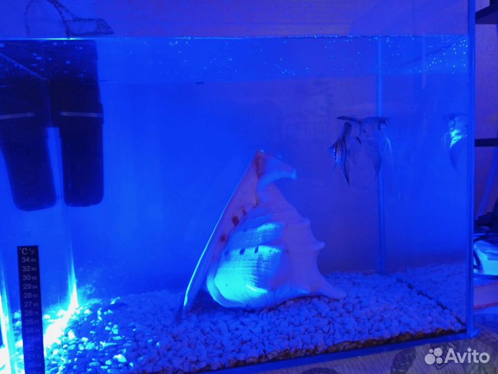 Аквариум