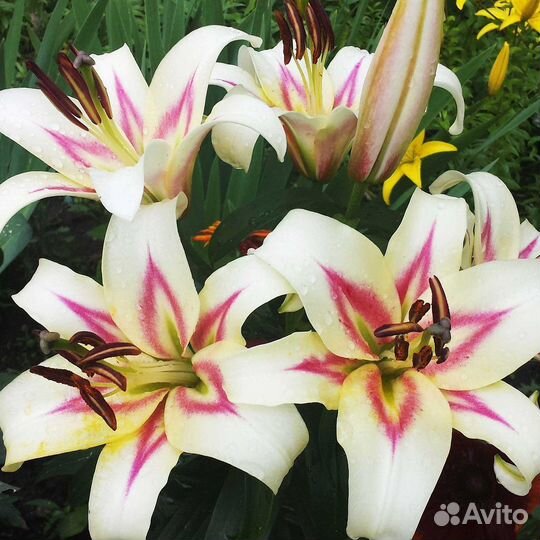 Лилии луковицы