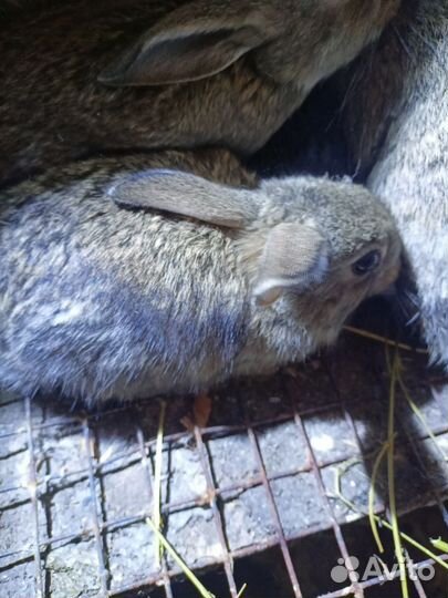 1.5 месячные крольчата