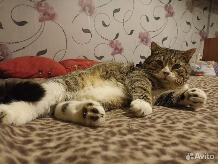 Ласковый спокойный домашний Яша 5 лет ищет дом