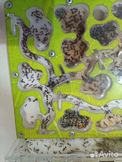 Муравьиная ферма с муравьями. Формикарий