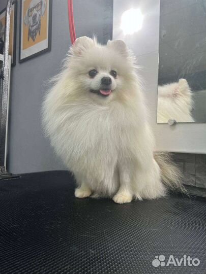 Грумер для ваших хвостиков в Оби