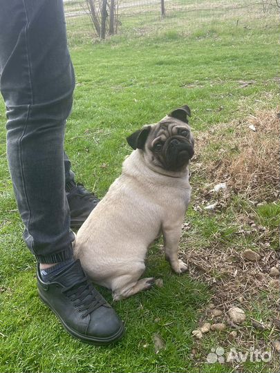 Мопс вязка мальчик