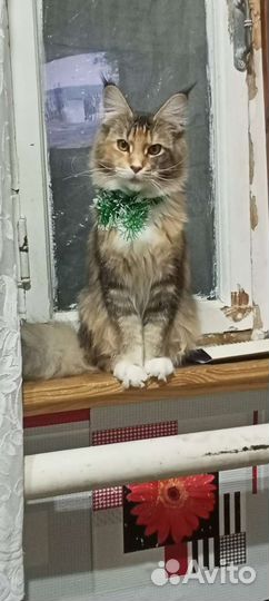 Вязка кошечка Мейн-кун